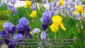 Уход за ирисами