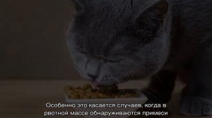 Рвота с кровью у кошки: причины, что делать