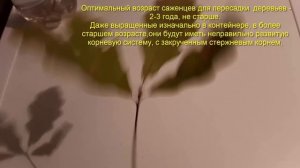 Саженцы деревьев Дуб какие имеют корни Почему пересаживать надо молодые деревья