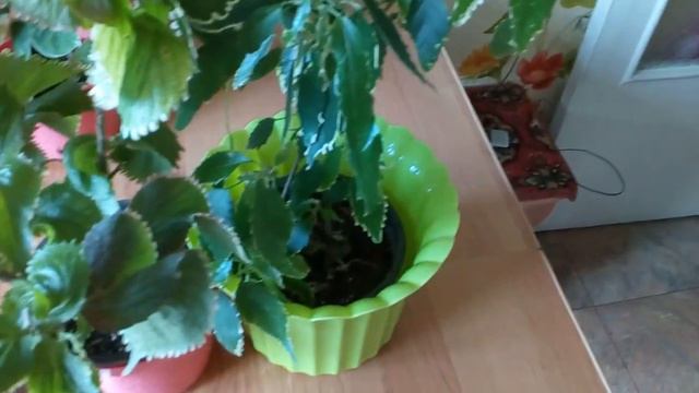 Новые растения.так хочется чего то новенькое. смотреть онлайн