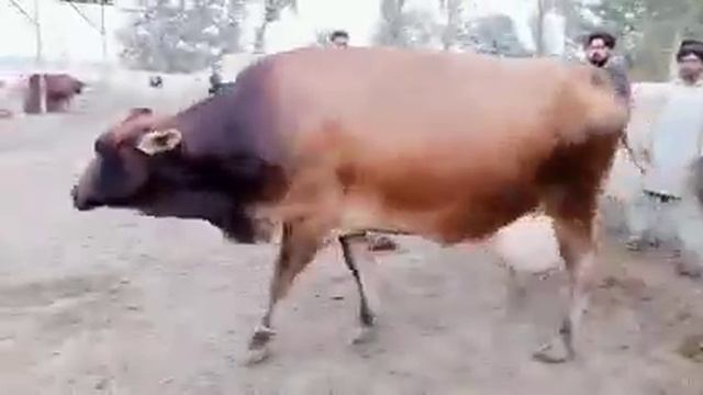 Beautifull cows.secound timer смотреть онлайн