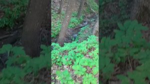 Водопад в лесу,беседка и тишина)