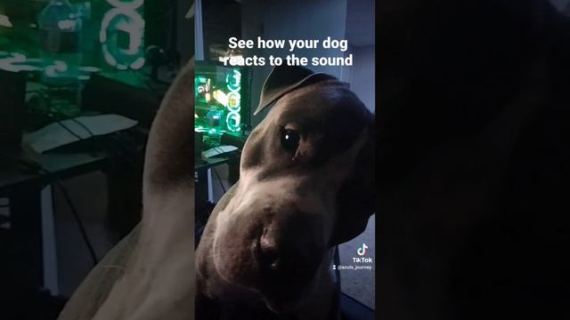 how does your dog react to the sound