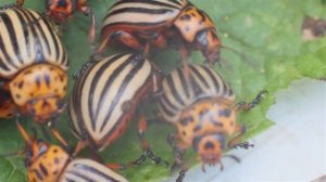 Как колорадский жук кушает лист картофеля картошки