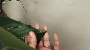 How to Grow and Care for Monstera Deliciosa | Mostera Plant Care and Propagation| Monstera Delicios