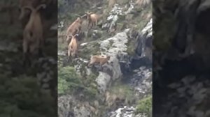 Республика Дагестан Цунтинский район село Хутрах#горы#охота#туризм2022