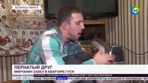 Звезда по имени Харви: белорусский блогер завел в квартире гуся и снимает про него сериал