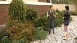 Роза морщинистая
