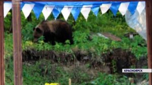 Медведь бродит по дачным участкам в районе Турбазы