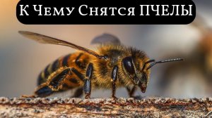 К чему снятся ПЧЕЛЫ или видеть во сне ПЧЕЛ | Толкование снов | Сонник Sk1.online