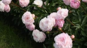 Albert Crousse | R2 Flowers BV