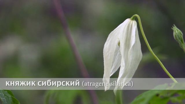 княжик сибирский смотреть онлайн