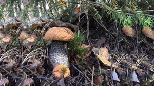 Братья Радченко    Родимое..родное..