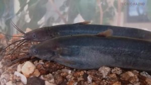 САМЫЕ ХИЩНЫЕ АКВАРИУМНЫЕ РЫБКИ/THE MOST PREDATORY AQUARIUM FISH