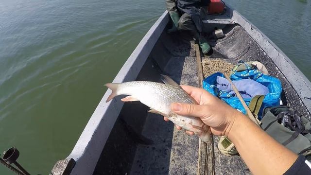 Бракониерството по река Дунав/ Fish poaching on the Danube River смотреть онлайн