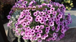 Gardening - Refreshing Petunias in this Heat!  Before and After Photos