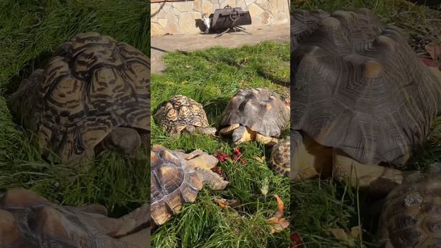 cute turtles and dogs. funny animals