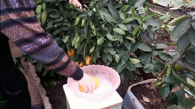 Собираем урожай апельсин