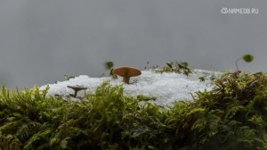 Значение имени Василий: карма, характер и судьба