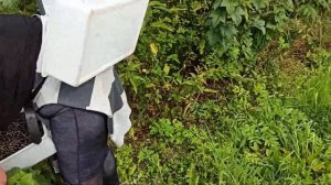 Финляндия, обзор как собирают смородину руками, профисионалы....