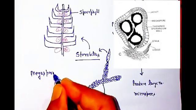 Selaginella | SpikeMoss | Pteridophytes| L75 смотреть онлайн