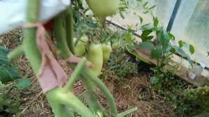 ?ТЕСТИМ томаты Агрофирмы Партнер. Обзор томатов ч. 2 Июль 2021 г.???