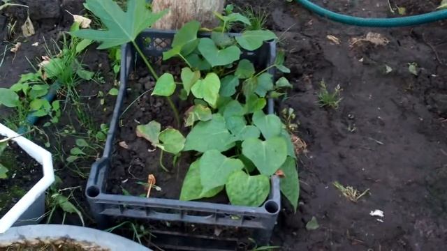 Батат в теплице 2020 смотреть онлайн