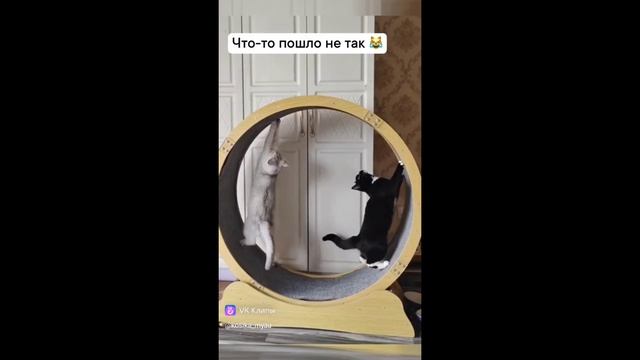 КотоКолесо.