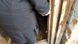 Курятник с нуля-заселен новыми курочками!/ Курятник в погребе /Chicken coop in the cellar
