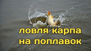 ловля карпа на поплавок