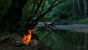 Как посадить малину весной черенками?