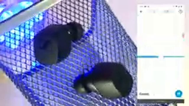 SENNHEISER CX True Wireless Earbuds Review: Premium Audio At A Discount! смотреть онлайн