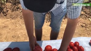 Обзор новинки томата "ЙОЛНАР F1". #теплица #агробизнес #удобрения #тепличныйбизнес #томаты #агроном