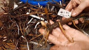 Во что превратились обломки корней пионов через год?? И как наросли мои "отделёнки"))