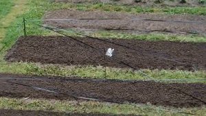 Лайфхак, как отпугивать птиц с дачного участка