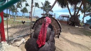 Самый лучший пляж на Кубе .Куба — курорт Варадеро | [3 серия