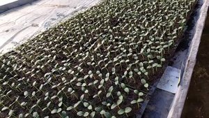Пикировка огурца. ОЧЕНЬ ВАЖНЫЕ ДЕЙСТВИЯ ПЕРЕД ПИКИРОВКОЙ!