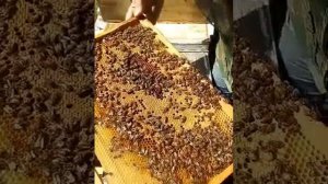 Показываю по просьбе!