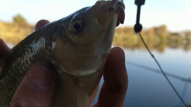 ПРОВЕРЯЮ КАЛЕНДАРЬ РЫБОЛОВА – Часть #2 / Отличный КЛЁВ КАРАСЯ в ОКТЯБРЕ в «ЗЕЛЁНЫЙ» ДЕНЬ КАЛЕНДАРЯ смотреть онлайн