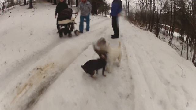 Насекомые