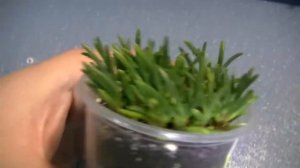 Mestoklema Tuberosum 2 месяца после пикировки