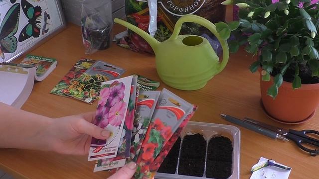 Петуния. Сей по моим советам и всё получится!!! смотреть онлайн