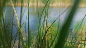 Природа Сибири, музыка, красивые фото.