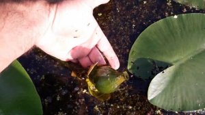 Семена кубышки и кувшинки(как собрать). Seeds of nuphar and water lilies (how to collect)