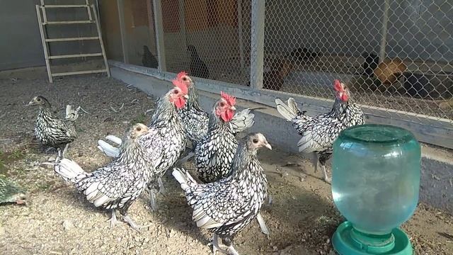 И снова о Сибрайтах смотреть онлайн