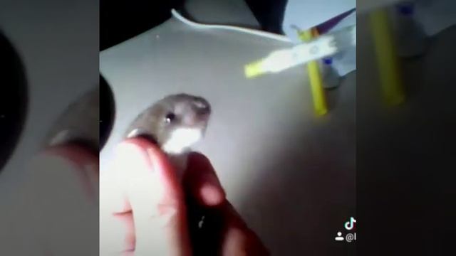 Детеныш ласки