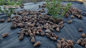 КАК ПРИВЕСТИ ЗАПУЩЕННЫЙ УЧАСТОК В ПОРЯДОК СВОИМИ РУКАМИ - Мульчирование - С Чего Мы Начали