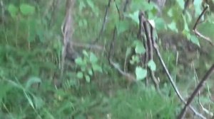 Грибные места .По лесным просторам костромской области!