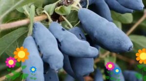 Жимолость съедобная Длинноплодная. Краткий обзор, описание характеристик, где купить саженцы