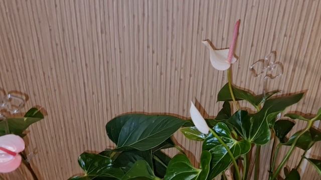 антуриум Фреш лав, обзор цветения. смотреть онлайн